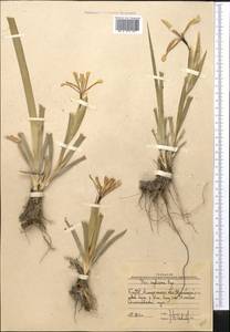 Iris halophila var. sogdiana (Bunge) Skeels, Middle Asia, Muyunkumy, Balkhash & Betpak-Dala (M9) (Kazakhstan)