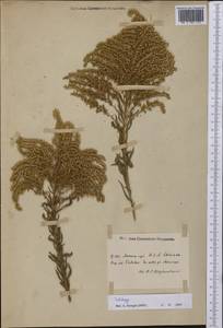 Solidago, America (AMER) (United States)
