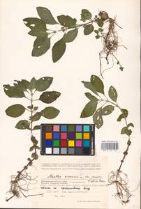 MHA 0 158 138, Mentha arvensis L., Eastern Europe, Lower Volga region (E9) (Russia)