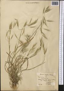 Bromus oxyodon Schrenk, Middle Asia, Karakum (M6) (Turkmenistan)