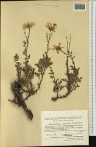 Chrysanthemum sinuatum Ledeb., Siberia, Altai & Sayany Mountains (S2) (Russia)