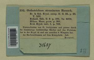 Orthotrichum stramineum Hornsch. ex Brid., Bryophytes, Bryophytes - Western Europe (BEu) (Germany)