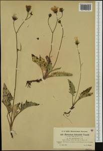 Hieracium viride subsp. caerulaceum (Arv.-Touv.) Zahn, Western Europe (EUR) (France)