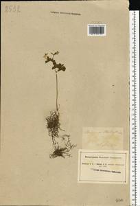 Isopyrum thalictroides L., Eastern Europe, North Ukrainian region (E11) (Ukraine)