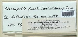 Marsupella funckii (F. Weber & D. Mohr) Dumort., Bryophytes, Bryophytes - Western Europe (BEu) (Italy)