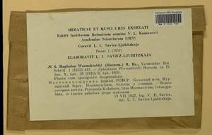 Aplodon wormskioldii (Hornem.) R. Br., Bryophytes, Bryophytes - Karelia, Leningrad & Murmansk Oblasts (B4) (Russia)