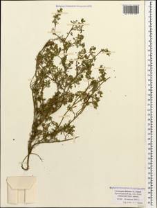 Lepidium didymum L., Caucasus, Black Sea Shore (from Novorossiysk to Adler) (K3) (Russia)