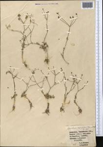 Oedibasis apiculata (Kar. & Kir.) Koso-Pol., Middle Asia, Western Tian Shan & Karatau (M3) (Kazakhstan)