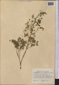 Thalictrum isopyroides C. A. Mey., Middle Asia, Western Tian Shan & Karatau (M3) (Kazakhstan)