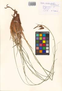 Carex middendorffii F.Schmidt, Siberia, Russian Far East (S6) (Russia)