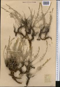 Artemisia juncea Kar. & Kir., Middle Asia, Western Tian Shan & Karatau (M3) (Kazakhstan)