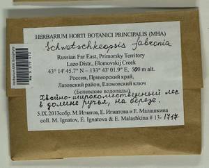 Schwetschkeopsis fabronia (Schwägr.) Broth., Bryophytes, Bryophytes - Russian Far East (excl. Chukotka & Kamchatka) (B20) (Russia)
