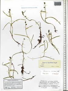 Sparganium hyperboreum Laest. ex Beurl., Eastern Europe, Northern region (E1) (Russia)