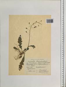 Capsella bursa-pastoris (L.) Medik., Siberia, Yakutia (S5) (Russia)