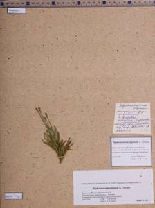 Diphasiastrum alpinum (L.) Holub, Siberia, Altai & Sayany Mountains (S2) (Russia)