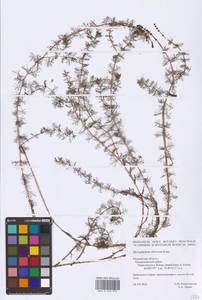 Myriophyllum sibiricum Kom., Eastern Europe, Northern region (E1) (Russia)