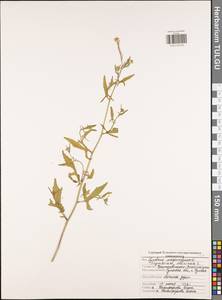 Sisymbrium officinale (L.) Scop., Eastern Europe, Central region (E4) (Russia)