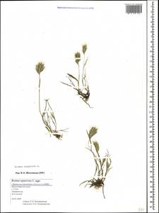 Bromus scoparius L., Caucasus, Black Sea Shore (from Novorossiysk to Adler) (K3) (Russia)