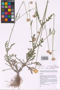 Cephalaria uralensis (Murray) Roem. & Schult., Eastern Europe, Central forest-and-steppe region (E6) (Russia)
