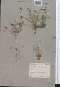 Oxytropis floribunda (Pall.)DC., Middle Asia, Northern & Central Kazakhstan (M10) (Kazakhstan)