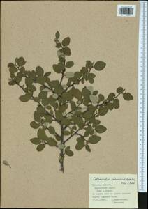 Cotoneaster alaunicus Golitsin, Eastern Europe, Central region (E4) (Russia)
