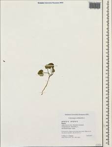 Calystegia soldanella (L.) R. Br., Crimea (KRYM) (Russia)