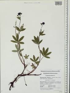 Comarum palustre L., Eastern Europe, Northern region (E1) (Russia)
