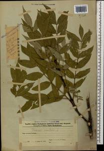 Fraxinus excelsior L., Caucasus, Azerbaijan (K6) (Azerbaijan)