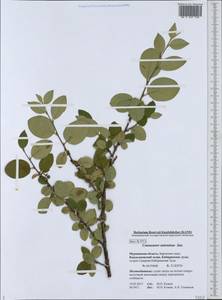Cotoneaster laxiflorus (J. Jacq.) Lindl., Eastern Europe, Northern region (E1) (Russia)