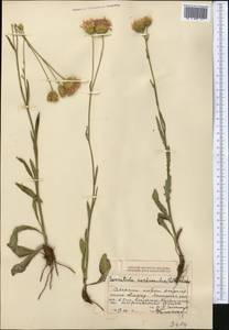 Klasea cardunculus (Pall.) Holub, Middle Asia, Dzungarian Alatau & Tarbagatai (M5) (Kazakhstan)