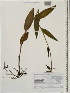 Epipactis palustris (L.) Crantz, Eastern Europe, Central region (E4) (Russia)