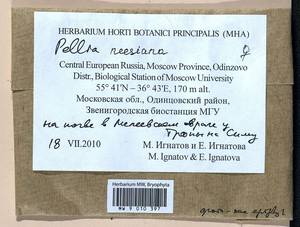 Pellia neesiana (Gottsche) Limpr., Bryophytes, Bryophytes - Moscow City & Moscow Oblast (B6a) (Russia)