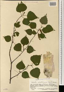 Betula pendula subsp. mandshurica (Regel) Ashburner & McAll., Mongolia (MONG) (Mongolia)
