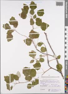 Populus alba × nigra, Eastern Europe, Rostov Oblast (E12a) (Russia)
