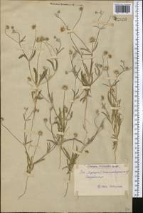 Lomelosia micrantha (Desf.) Greuter & Burdet, Middle Asia, Syr-Darian deserts & Kyzylkum (M7) (Uzbekistan)