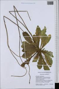Hypochaeris radicata L., Eastern Europe, North-Western region (E2) (Russia)
