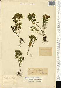 Euphorbia peplus L., Caucasus, Georgia (K4) (Georgia)