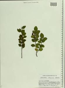 Cotoneaster alaunicus Golitsin, Eastern Europe, Central forest-and-steppe region (E6) (Russia)