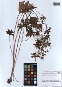 KUZ 000 113, Geranium pratense L., Siberia, Altai & Sayany Mountains (S2) (Russia)