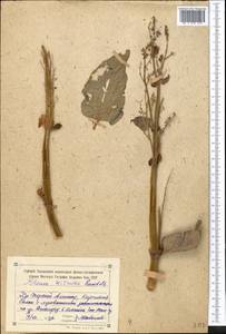 Rheum wittrockii Lundstr., Middle Asia, Northern & Central Tian Shan (M4) (Kyrgyzstan)