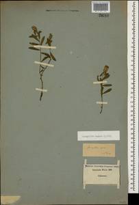 Rhaponticum repens (L.) Hidalgo, Caucasus (no precise locality) (K0)