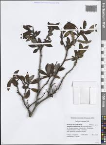Salix divaricata Pall., Siberia, Baikal & Transbaikal region (S4) (Russia)