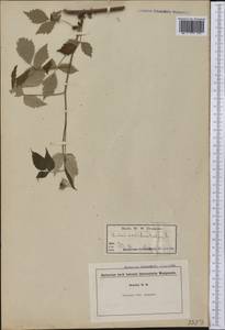 Rubus occidentalis L., America (AMER) (United States)