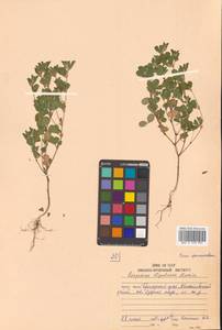 Kummerowia stipulacea (Maxim.) Makino, Siberia, Russian Far East (S6) (Russia)