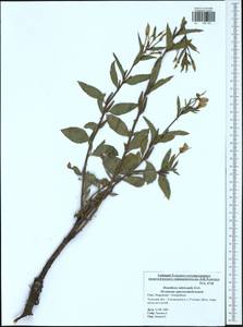 Oenothera × rubricaulis Kleb., Eastern Europe, Central region (E4) (Russia)