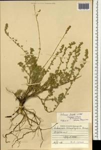 Artemisia davazamczii Darijma & Kamelin, Mongolia (MONG) (Mongolia)
