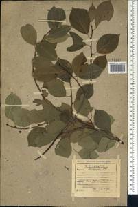 Prunus cerasus subsp. cerasus, Caucasus, Dagestan (K2) (Russia)