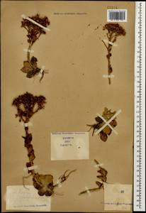 Prometheum sempervivoides (M. Bieb.) H. Ohba, Caucasus (no precise locality) (K0)