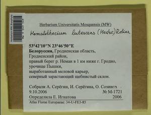 Homalothecium lutescens (Hedw.) H. Rob., Bryophytes, Bryophytes - Belarus (B2) (Belarus)