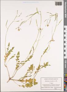 Diplotaxis muralis (L.) DC., Eastern Europe, Central forest-and-steppe region (E6) (Russia)